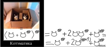 Почему коты любят коробки? Оказывается, это не просто прихоть, а самая настоящая потребность!