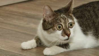 Хозяин пылесосит своего кота