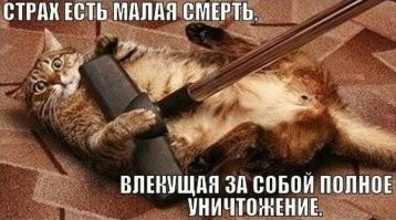 Хозяин пылесосит своего кота