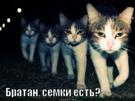 Сидящий "на кортах" кот размышляет о жизни