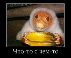 Так выглядит типичный помощник тайской продавщицы фруктов