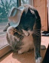 20 счастливых питомцев, у которых теперь есть дом