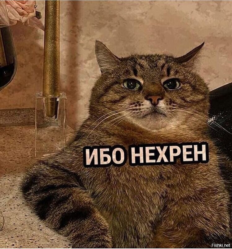 «Это еще что?»: кот обнаружил в квартире скрытую камеру и был весьма недоволен