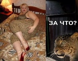 Толстухи им мстят!))))