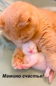 20 счастливых питомцев, у которых теперь есть дом