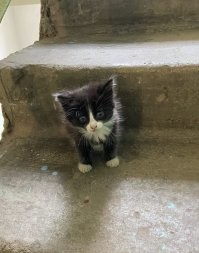 20 счастливых питомцев, у которых теперь есть дом