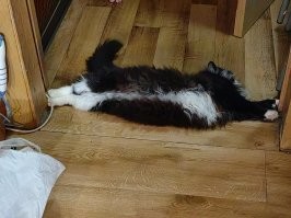 20 счастливых питомцев, у которых теперь есть дом