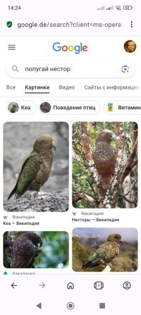 Ну есть похожие черты... Погуглил. У Нестора крылья только зелёные, а морда лица нет. Или я не всех нашел?