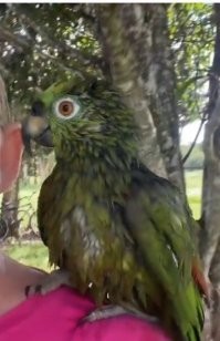 Ну есть похожие черты... Погуглил. У Нестора крылья только зелёные, а морда лица нет. Или я не всех нашел?