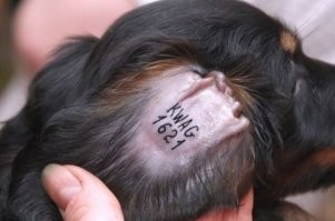 Нихрена не понял из этой сумбурной истерики... 
Татуировки давно существуют,  у любой породистой собаки просто обязана быть клубная татуировка,  в паху или ухе. Сам лично много клеймил щенков. Появление чипирования - приветствую,  это удобнее и лучше, тату в паху с ростом щенка расплывается до полной нечитаенмости иногда...