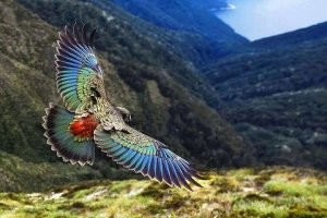 Интересно, какаду орла или орёл какаду...