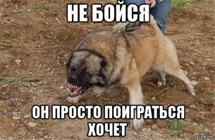 Позиция защитников бродячих псов
