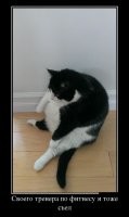 Кот и спорт