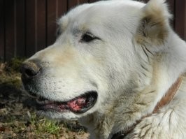 Наш Абай или Бабайка ,11 лет прожил !