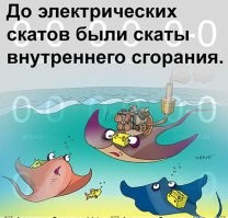 Одинокая самка ската загадочным образом забеременела