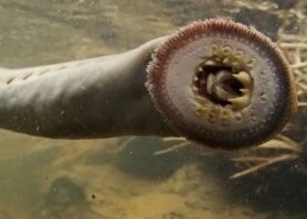 Сие создание обитает в ста метрах от моей фазенды - наивкуснейшая штука!