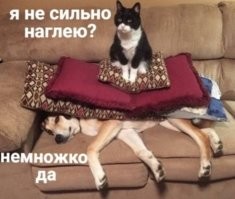 Наглый котик отнял лежанку у пса и не почувствовал ни капли вины за это