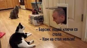 Напряжённый поединок кота и яйца