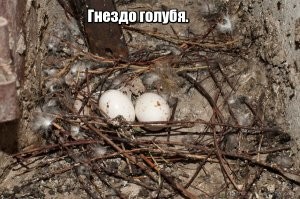 А что за птицы за шерстью прилетают?