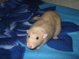 Баффер, очень умный и ручной был. Дочка с женой так рыдали, когда он умер.... больше ни ни.