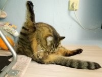 Кот хочет сказать что-то важное