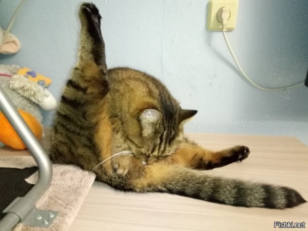 Кот хочет сказать что-то важное