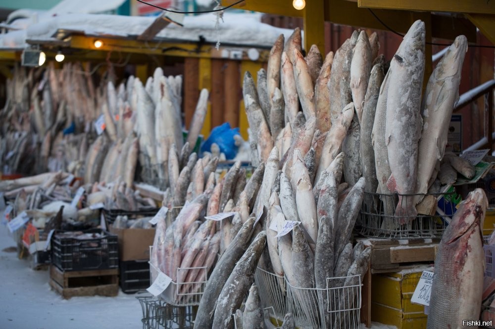 А вы полагаете, что вся эта рыба, что продается с лотка в Якутске выловлена законно?