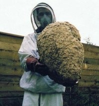 Пусть лучше мухи досаждают, чем одна оса меня или кого-то ужалит! Вы не думали о том, что случайно прижав любимую осу рукой вы получите дозу яда и т.п. "прелести"? Не стоит награждать их высшей нервной деятельностью - эти твари пустят в ход своё жало без всяких раздумий или колебаний при малейшей угрозе! А шершни вообще часто ульи разоряют и пчёл убивают!