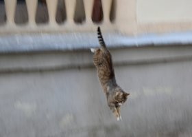 Прыжок кота