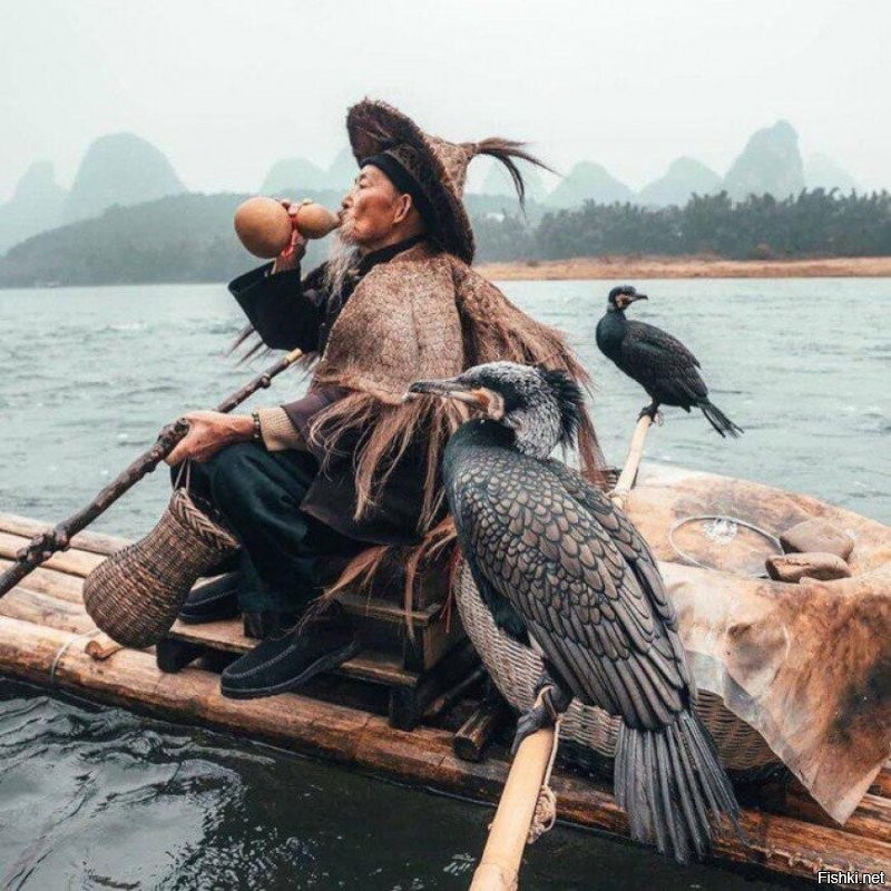 вообще то это такой способ рыбалки в Китае .. птица домашняя .. целыми стами таких держат ... шею перевязывают веревкой .. птица хватает большую рыбу .. не может её проглотить ... человек забирает себе а птице маленькую рыбку , которая пролазит через перевязанную шею ...