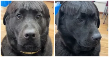 Вакула из Диканьки!