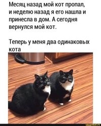 Сантехник по ошибке вернул клиентке соседского кота