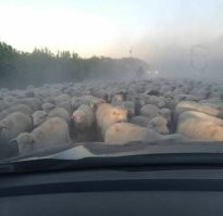 И лошадка.