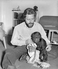 "Одна молодая женщина приходила в зверинец несколько раз, и ее так потрясло жалобное выражение на лицах маленьких обезьян, что она довольно неразумно решилась прочитать мне нотацию: мол, жестоко отнимать бедных крошек у матерей и заточать в клетки. Она весьма поэтично распространялась на тему о радостях свободы и о том, сколь беззаботное счастливое существование предстояло бы этим крошкам на верхушках деревьев, а между тем по моей вине им приходится изведать все ужасы заточения.
В то утро местный охотник принес мне обезьяньего детеныша, и я предложил: раз уж молодая леди оказалась таким знатоком жизни обезьян на верхушках деревьев, не поможет ли она мне в небольшом деле, которого никак не миновать, когда берешь в зверинец новую обезьяну? Молодая особа охотно согласилась - видно, сразу представила себя в роли некоей доброй самаритянки при моих обезьянах. А небольшое дело заключалось, попросту говоря, в том, чтобы избавить обезьянку от внутренних и внешних паразитов. Я объяснил это, и молодая леди удивилась: ей и в голову не приходило, сказала она, что у обезьян бывают паразиты - кроме обыкновенных блох, конечно.
Я принес корзиночку, в которой доставили обезьянку, вынул оттуда немного помета, разложил его на чистом листе бумаги и показал моей новоявленной помощнице, какое там количество остриц. Тут она как-то странно примолкла. Потом я принес обезьянку: это была белоносая мартышка, поистине очаровательное существо - шерсть вся черная, только манишка белая, да на носу сверкает белое пушистое пятнышко в форме сердца. Я осмотрел ее крохотные руки и ноги, длинные пальцы и нашел ни много ни мало - шесть удобно пристроившихся тропических песчаных блох. Эти мельчайшие насекомые внедряются в кожу рук и ног, особенно под ногти, где кожа мягче, и там едят, жиреют и растут до тех пор, пока не станут величиной со спичечную головку. Тогда они откладывают яички и погибают; в должный срок из яичек вылупляются новые блохи и с успехом продолжают дело, начатое родителями. Если не схватиться вовремя и не начать лечить зараженную блохами обезьянку в самом начале, она может потерять сустав пальца, а в особо тяжелых случаях разрушаются все пальцы на ногах или на руках, потому что блохи все глубже проникают под кожу и размножаются до тех пор, пока не съедят свою обитель - остается только мешочек кожи, наполненный гноем. У меня несколько раз заводились эти блохи на ноге, и я могу засвидетельствовать, что это очень больно, даже мучительно. Все это я постарался как мог подробнее и нагляднее объяснить моей помощнице. Потом взял тюбик обезболивающего средства, заморозил пальцы маленького обезьяныша на руках и на ногах и стал извлекать у него из кожи блох стерильной иглой и дезинфицировать ранки, которые после этого оставались. Обезболивающее оказалось отличным, обезьянка сидела спокойно, а ведь операция эта очень болезненная.
Когда с блохами было покончено, я ощупал хвост обезьянки сверху донизу и обнаружил две припухлости в форме сосисок, каждая длиной с первый сустав моего мизинца и примерно такой же толщины. Я показал их моей помощнице, потом раздвинул в этих местах шерсть, и она увидела круглое, как иллюминатор, отверстие в конце каждой припухлости. Заглянув внутрь, можно было увидеть, что внутри шевелится какая-то белая гадость. Тут я объяснил в самых ученых выражениях, что некая лесная муха откладывает яички в шерсть различных животных и когда вылупляется личинка, она вгрызается в тело своего домохозяина и живет там, причем жиреет, как свинья в хлеву, а воздух в ее жилище поступает через эти "иллюминаторы". Когда же она, наконец, выходит оттуда, чтобы превратиться в муху, у домохозяина в теле остается дыра толщиной в сигарету, и дыра эта обычно становится гноящейся язвой. Я показал моей помощнице (которая к тому времени совсем побледнела), что вытащить эти личинки невозможно.
Я снова взял в руки иглу, раздвинул шерсть и показал молодой особе личинку, лежащую в своем укрытии, точно крохотный аэростат заграждения; однако, едва ее коснулась игла, личинка тотчас сложилась гармошкой, затем сжалась в сморщенный шарик и скользнула подальше, в самую глубину мартышкиного хвоста. Тогда я показал моей помощнице, как все-таки извлечь такую личинку - это мой собственный способ: сунул в отверстие кончик тюбика с обезболивающим средством, выдавил туда немного жидкости, и личинка замерла. не в силах больше двигаться. Теперь я слегка расширил отверстие скальпелем, воткнул в личинку иглу и вытащил ее из убежища. Не успел я вытащить эту сморщенную, белую мерзость из ее окровавленного укрытия, как моя помощница внезапно и стремительно покинула меня. Я извлек вторую личинку, продезинфицировал зияющие отверстия, которые после них остались, и догнал молодую леди уже на другом конце лагеря. Она объяснила мне, что опаздывает на званый обед, поблагодарила за чрезвычайно интересно проведенное утро, распрощалась - и больше мы ее никогда не видели. На мой взгляд, весьма прискорбно, что люди не дают себе труда узнать получше, каково живется зверю в джунглях, - тогда бы они меньше пустословили о том, как жестоко держать животных в неволе." © Дж. Даррелл, "Гончие Бафута"