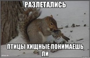 Полицейские обстреляли свой автомобиль из-за упавшего на крышу жёлудя