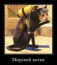 Как нейросеть видит морских котиков 