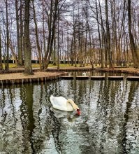 Наша прекрасная страна. Изменчивая Балтика и Тортиллин пруд с лебёдушками.