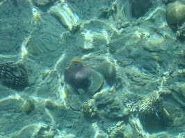 12. Эйлат, Израиль

В Эйлате, кстати, ничего особо интересного. Разве что рыбки прикольные разноцветные попадаются. А кораллы – так те почти все примерно одинакового серо-зелёного цвета, а не как на фото. Такие разноцветные разве что в бассейнчиках Акваобсерватории. 
Вот так примерно всё выгладит в естественных условиях: