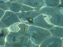 12. Эйлат, Израиль

В Эйлате, кстати, ничего особо интересного. Разве что рыбки прикольные разноцветные попадаются. А кораллы – так те почти все примерно одинакового серо-зелёного цвета, а не как на фото. Такие разноцветные разве что в бассейнчиках Акваобсерватории. 
Вот так примерно всё выгладит в естественных условиях: