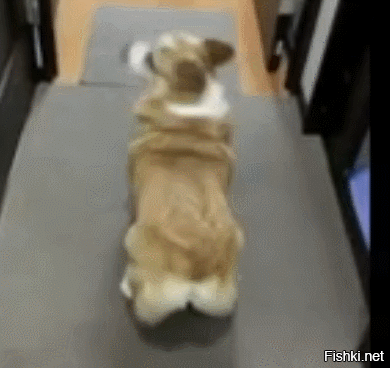 Если виляет жопкой это корги)))