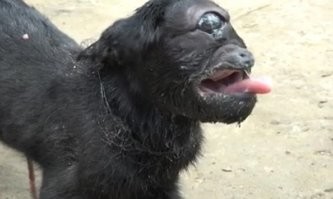 Соответствующая эволюция человека: