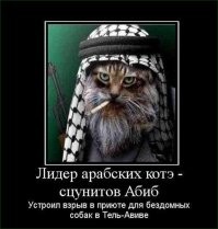 Индонезия сходит с ума по котам в хиджабах