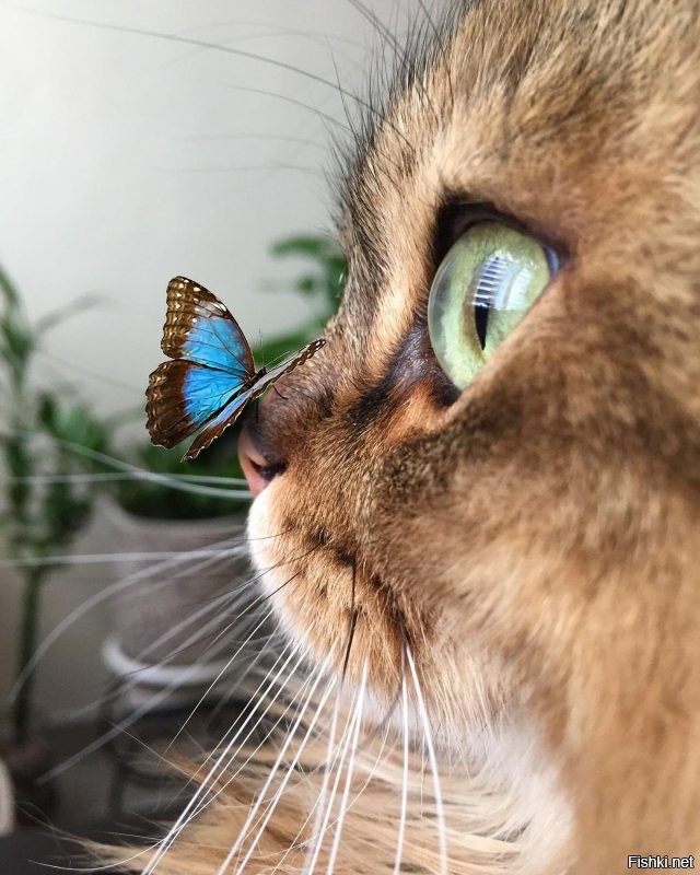 Кошки и бабочки