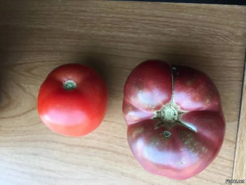 Такие помидоры сосед выращивает, да и на рынке их полно. Где только семена берут 150 летней давности.