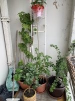 У меня на балконе каждую весну пытаются плодится , стоит нам куда то улететь на недельку и опа в углу у моих растений уже кто то сидит в своем гнездышке , подойдешь ближе гундят и вот когда у них уже психика сдает улетают нафиг и оставляют свои яйца .  Кстати попугаи наши тоже нормально устроились нас на 13 этаже это чердак хотя из него можно было сделать 4-5 нормальный квартир по 100 квадратов но такую инициативу ни кто не поддержал , эти пернатые залетали в дырки вентиляции и нормально себе там гнезда вили и шуму от них было больше чем от голубей .