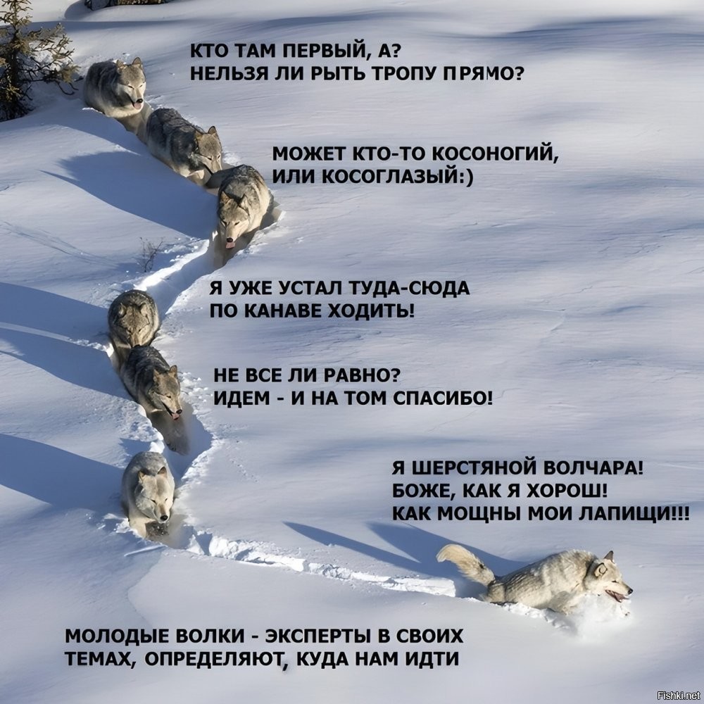 Волкопровод: волки прорыли себе тоннель в снегу