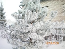 Ничего и не долго. Обратите внимание на даты(первая цифра-месяц). Это годы, когда зимы ещё были зимами и морозы были почти всю зиму за 10 градусов.  И вот однако всего через несколько дней после очень приличных морозов и обильного снегопада- бабочка. А сейчас то когда зима крутится около ноля уже три месяца и подавно недолго. Клещи так уже атакуют.