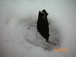 Ничего и не долго. Обратите внимание на даты(первая цифра-месяц). Это годы, когда зимы ещё были зимами и морозы были почти всю зиму за 10 градусов.  И вот однако всего через несколько дней после очень приличных морозов и обильного снегопада- бабочка. А сейчас то когда зима крутится около ноля уже три месяца и подавно недолго. Клещи так уже атакуют.