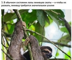 У птиц тоже ноги "защелкиваются" на ветке,и они не падают во сне.