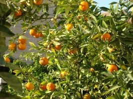 Чё-та как-то... Видел я спелые апельсины в тропиках. И мандарины. И помело. Которые, вот, прям, встаёшь утром, срываешь – и ешь. Ну, как-то вот совсем не зелёные они были.
Мандарины.
Помело. Да, зелёные. ) Но просто потому, что ещё зелёные. )